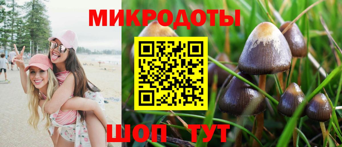Галлюциногенные грибы Psilocybe Грозный